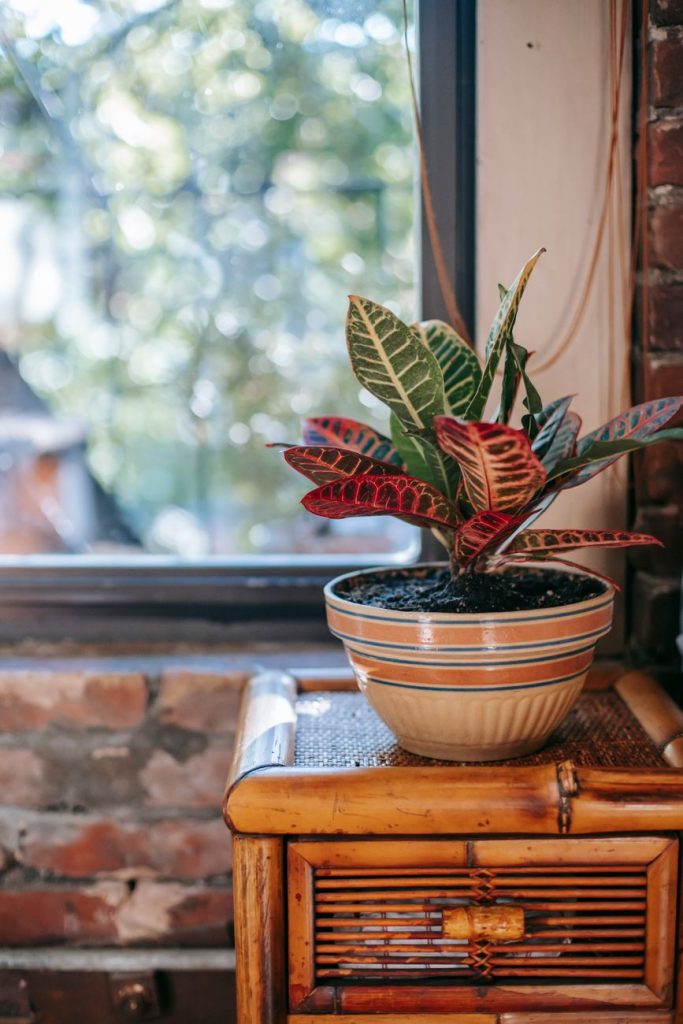 Як вирошувати Кротон (croton) в домашніх умовах