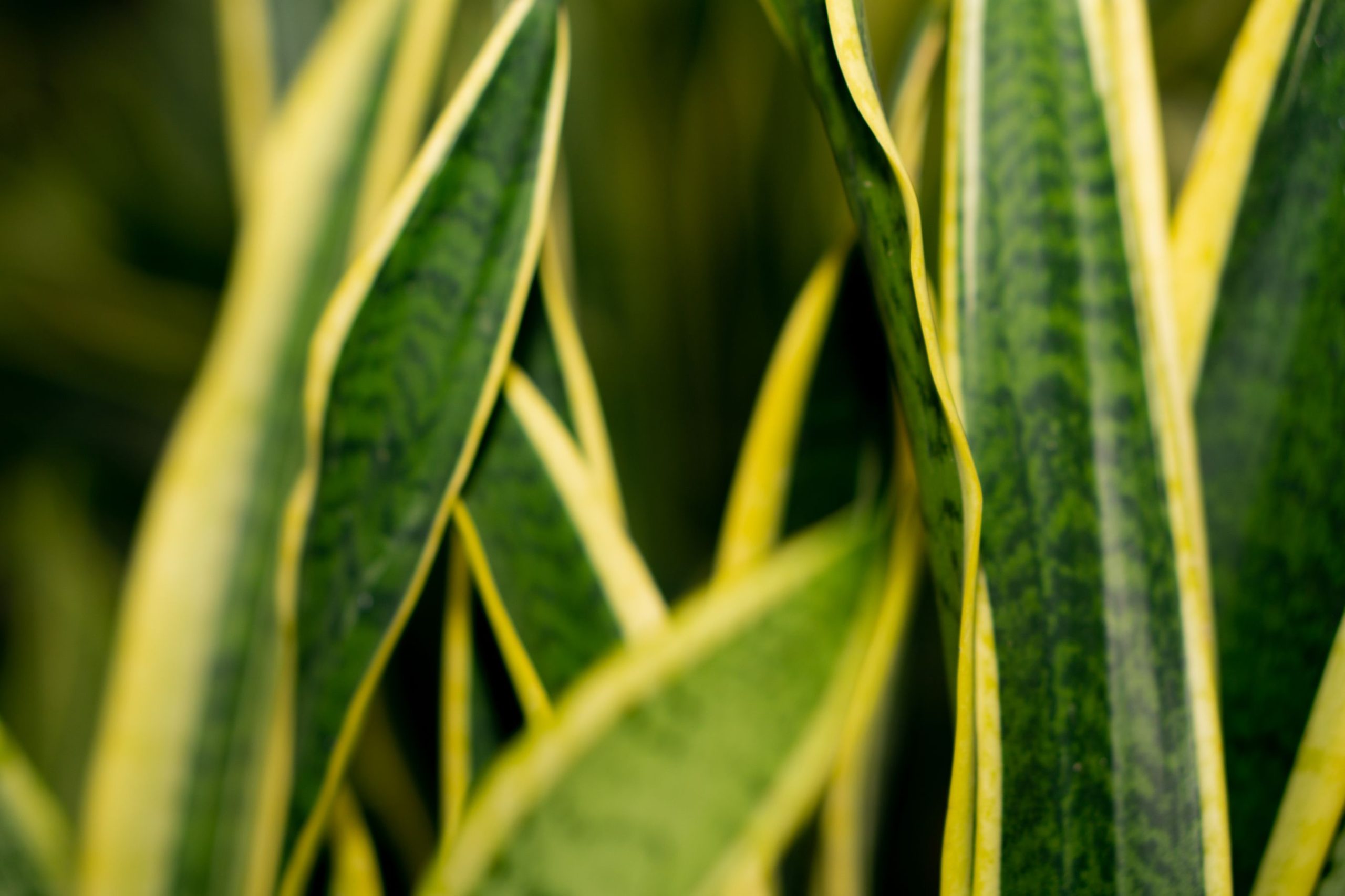 Крупний план листя Dracaena trifasciata із жовтими краями