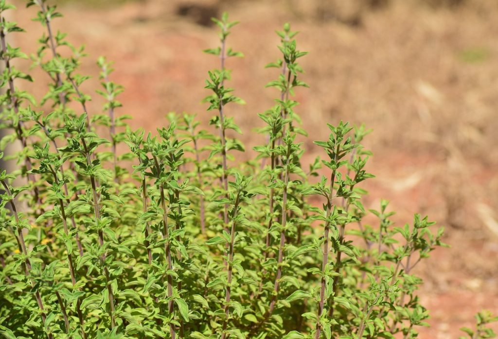 Кущик майорану (Origanum majorana) із дрібним листям